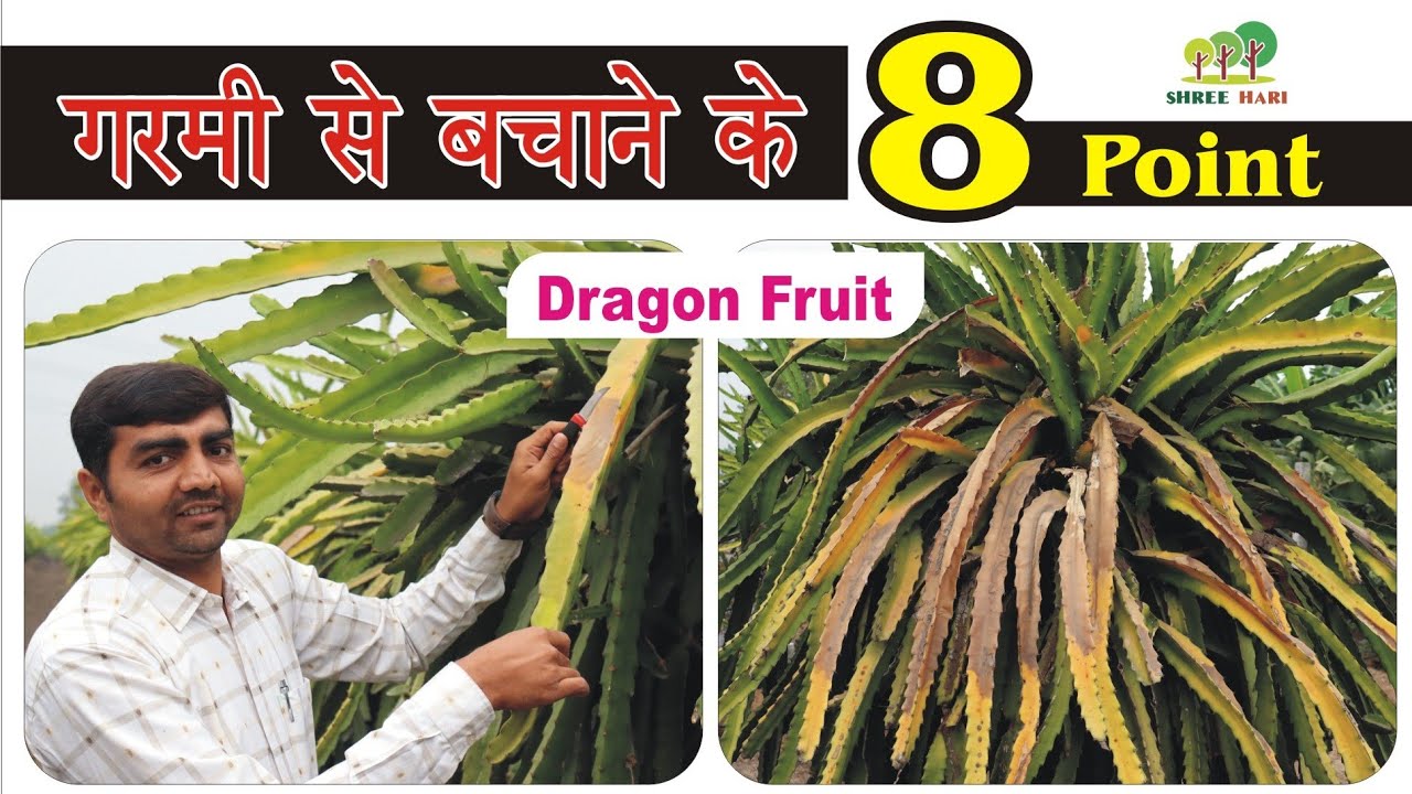 Dragon fruit plant को गरमी से बचाने के 8 point l 9106310963