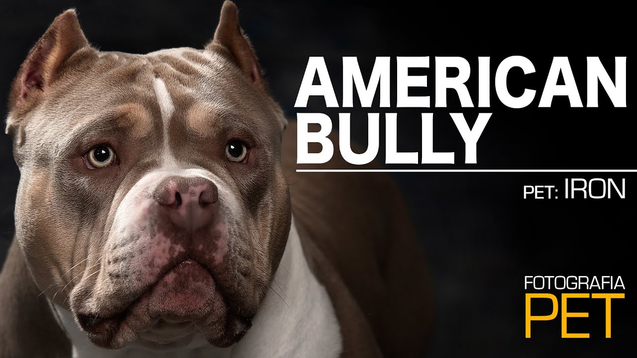 AMERICAN BULLY | É BRAVO!?!? | YO STUDIO