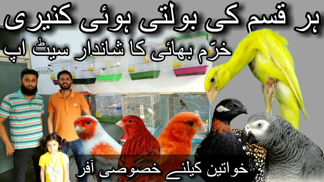 A visit at khurram bhai canary setup October 27, 2023 | Canary breeding setup | Canary setup | Ur/hd