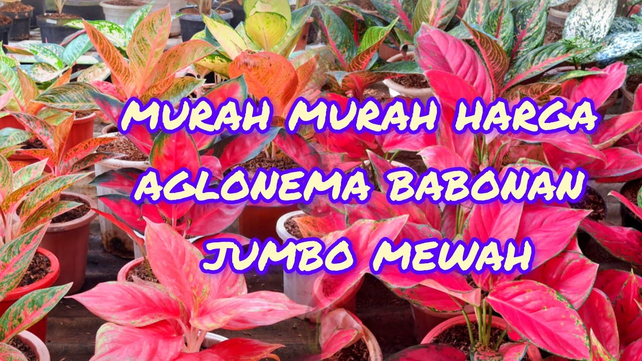 stok terbaru aglonema babon redy kembali#tanaman hias