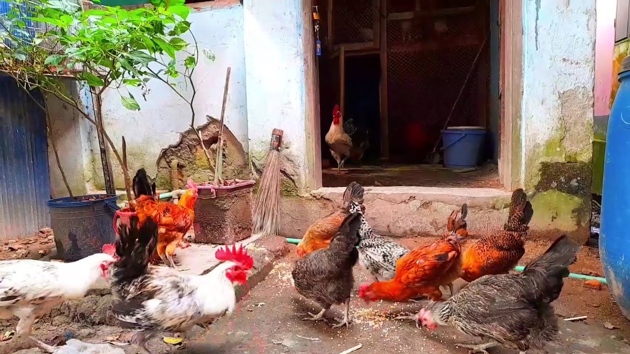 মায়ের খামারের মুরগী গুলো ছেড়ে দিয়েছি আজকে 🐔🥚🐓🥰