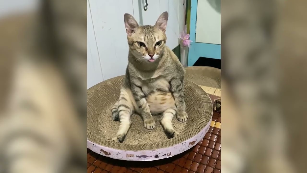 Funny Animal Moments Compilation - Try Not To Laugh #42