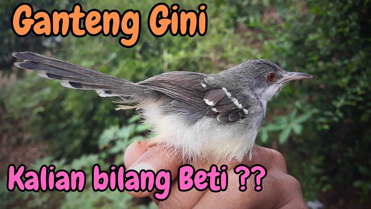 ciblek jantan dibilang betina || cera membedakan burung