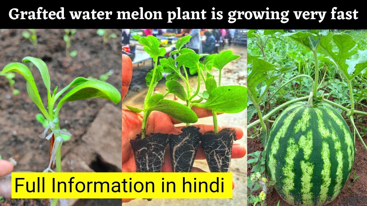 Water melon grafting new technique | water melon on pumpkin !!🤔