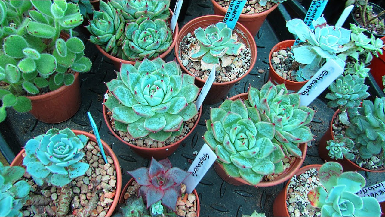 How to Grow Echeveria From Seed