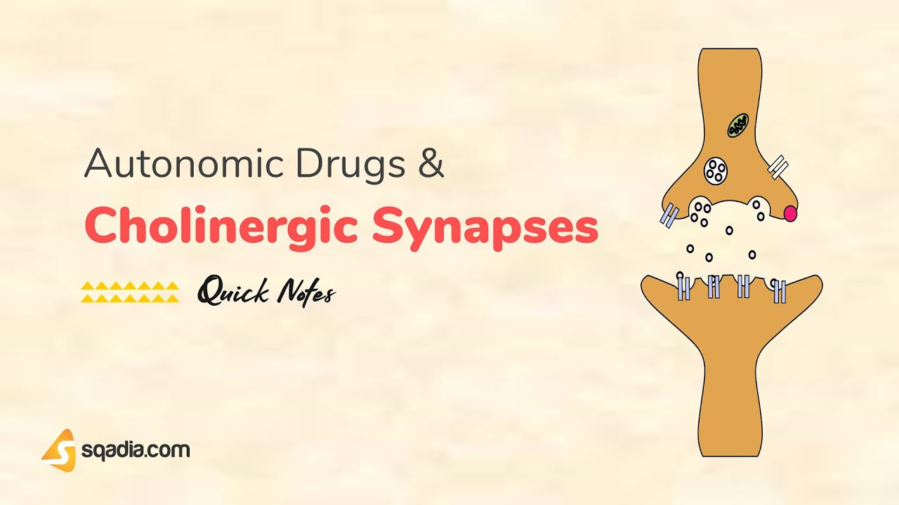 Autonomic Drugs and Cholinergic Synapses | Introduction