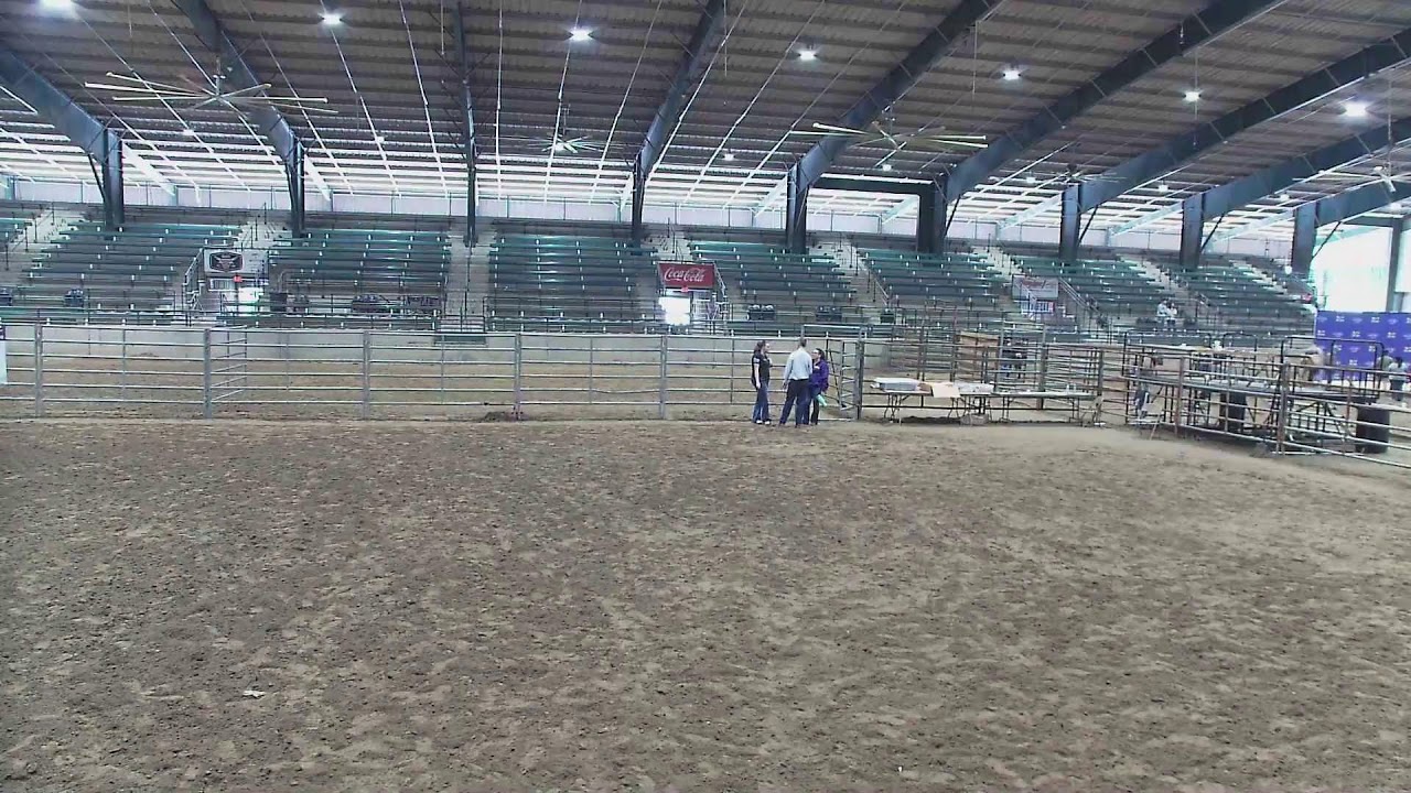 Dairy Cattle