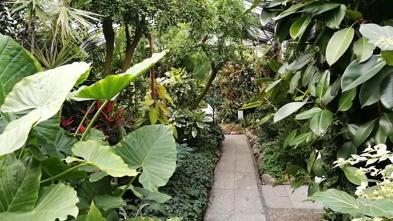 Odc.106 Szybkie odwiedziny w zabrzańskim ogrodzie botanicznym.
