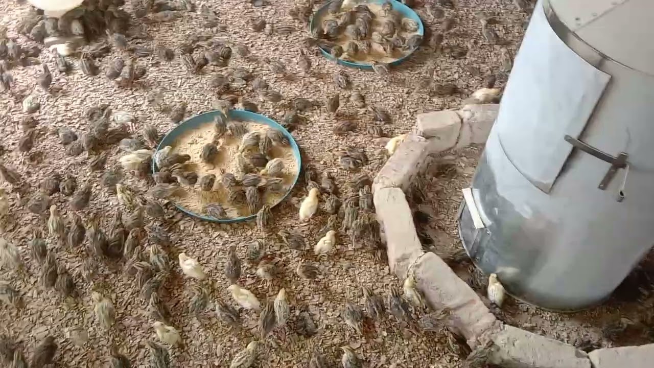 Biggest quail farm in Pakistan