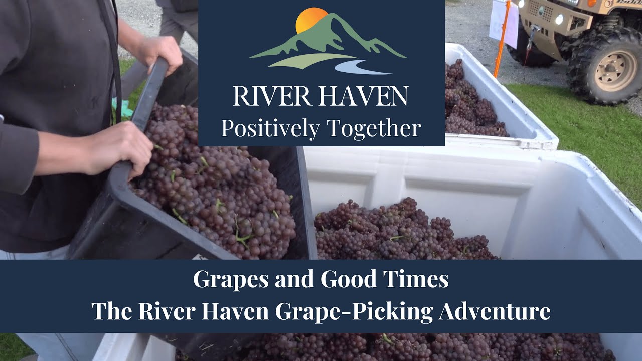 River Haven Grape Harvest