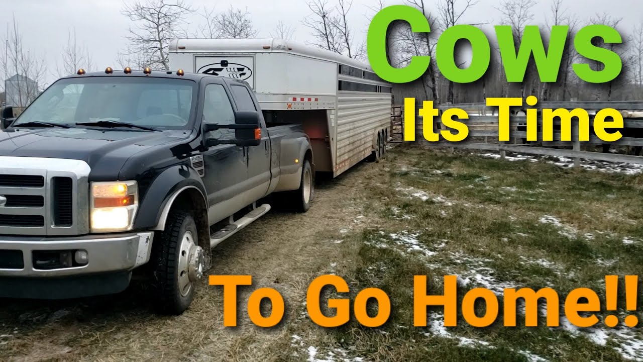 Hauling Cows Home!!