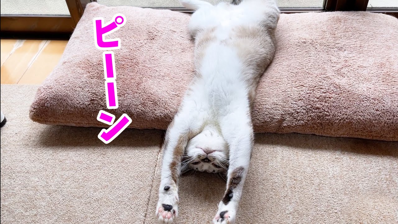野生を忘れると猫はこうなります♥