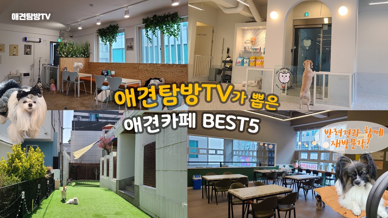 애견탐방TV가 뽑은 재방문하고싶은 애견카페 TOP5