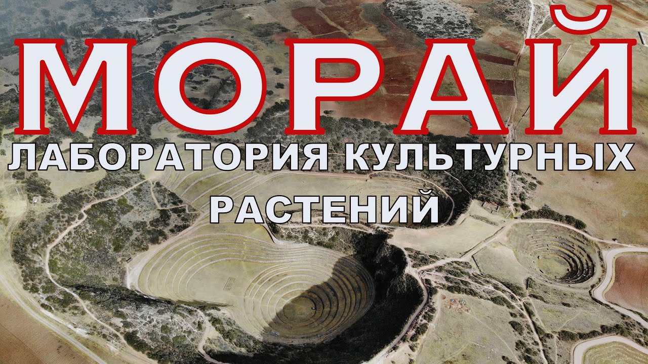 Морай. Лаборатория культурных растений. Полиплоидия.