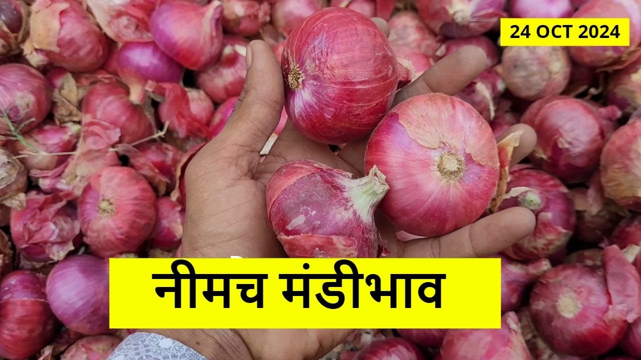 Neemuch Lahsun Bhav 24 Oct Diwali Special #mandibhav #aajkabhav