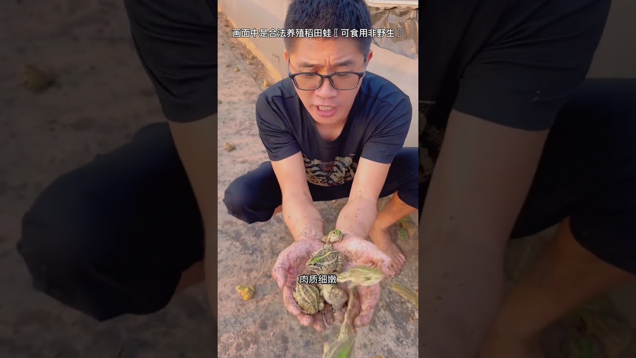 Harvesting Farm-Raised Frogs | Legal & Edible Rice Field FrogsFrogFarming