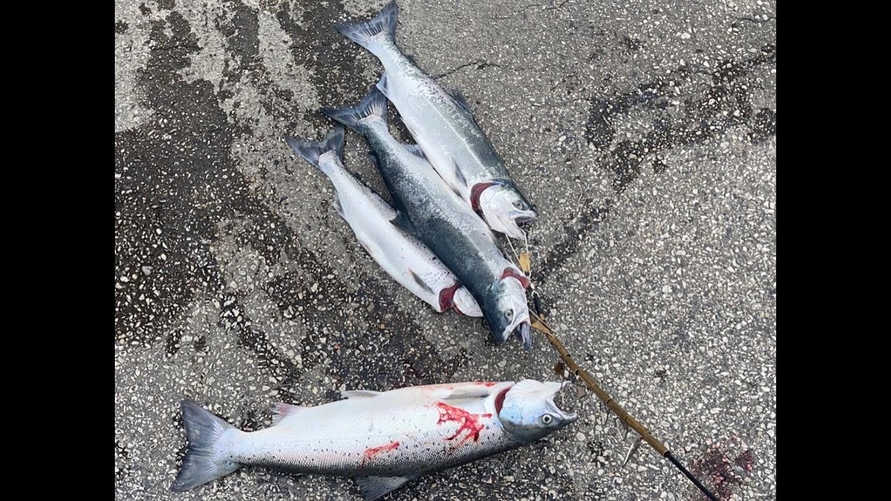Michigan Spring Coho and Atlantic Salmon Fishing!!!