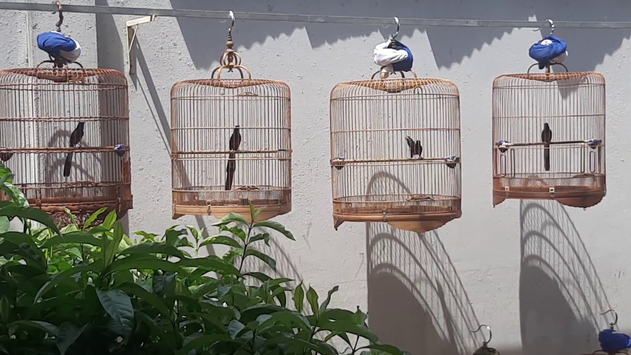 Dợt chòe lửa /shama bird/白腰鹊鸲