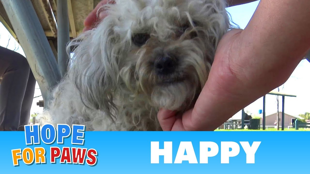 After living in the park for over a year, HAPPY was happy to be rescued. #terrier
