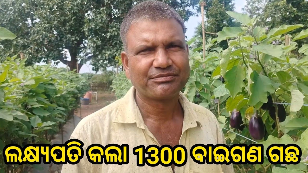 ଲକ୍ଷ୍ୟପତି କଲା 1300 ବାଇଗଣ ଗଛ 
