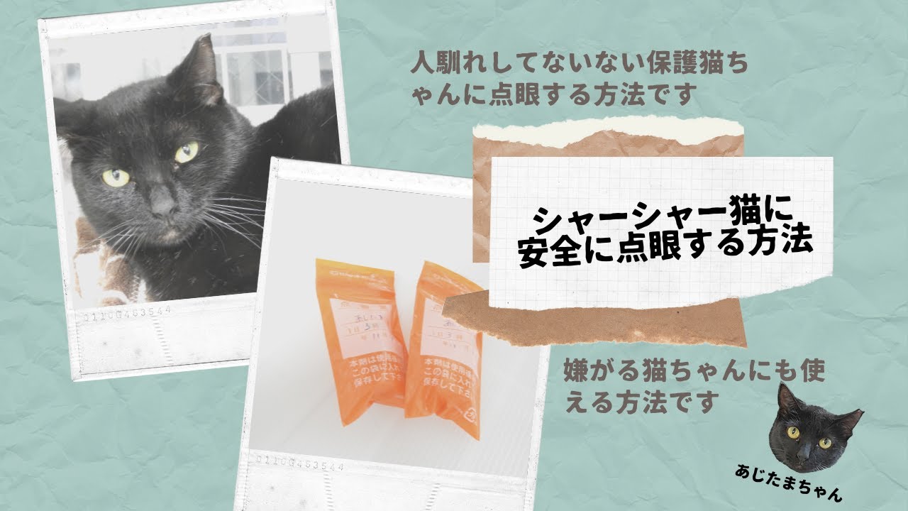 触れないシャーシャー保護猫への点眼の仕方　その①　#保護猫 #点眼 #目薬