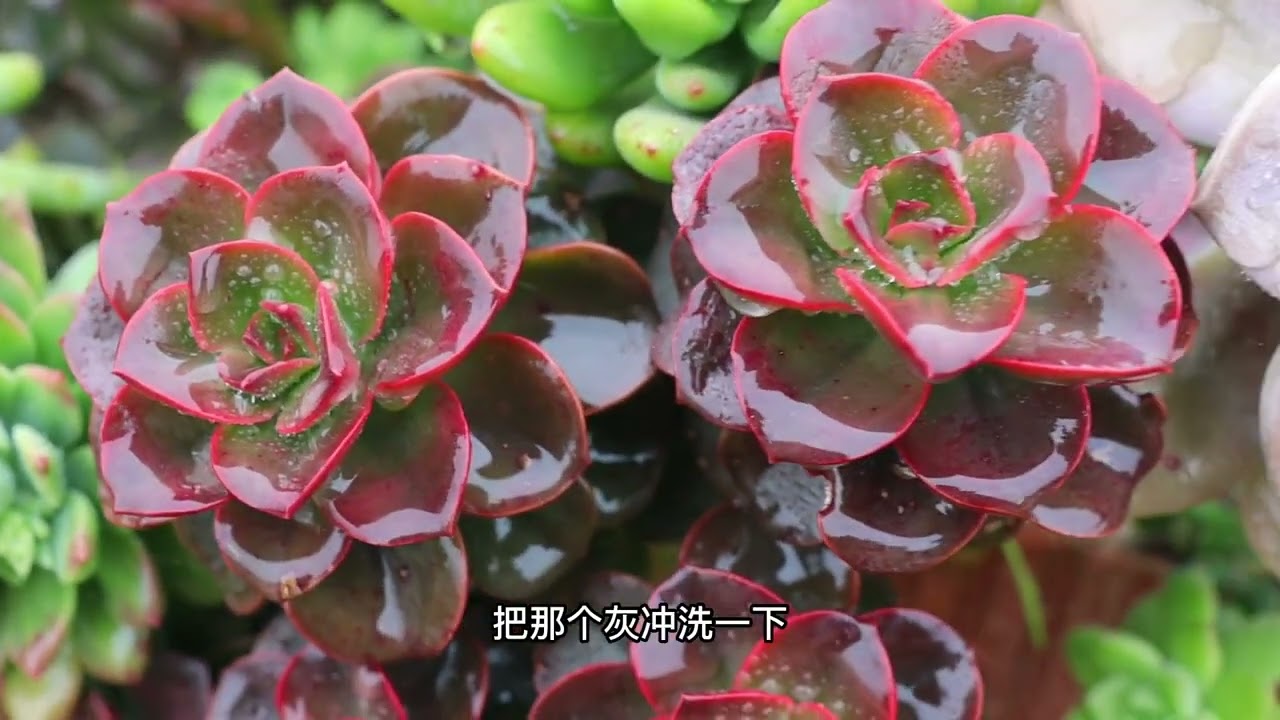 种在红砖里的多肉，太能&ldquo;生&rdquo;，黄丽一个砍头苗爆成9个大头