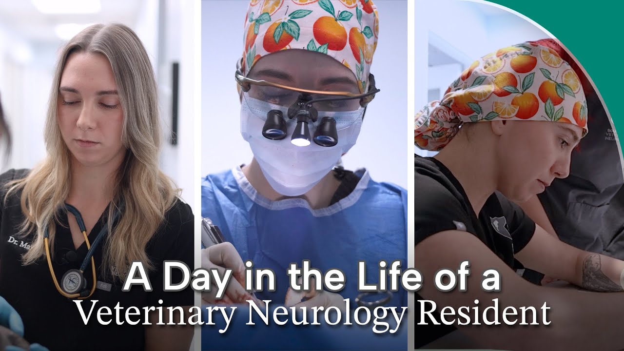 | FULL EPISODE | A Day in the Life of a Veterinary Neurology Resident || Dr. Marocco