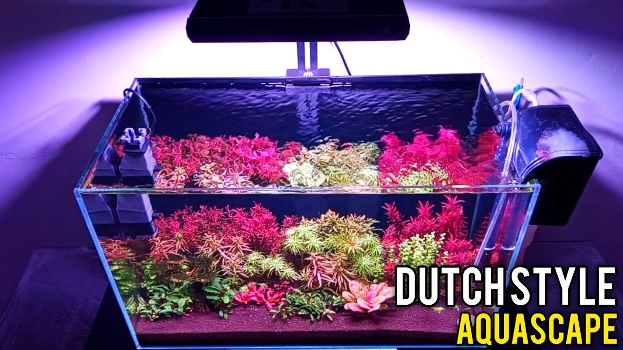 Dutch Style Aquascape | Planted Aquarium