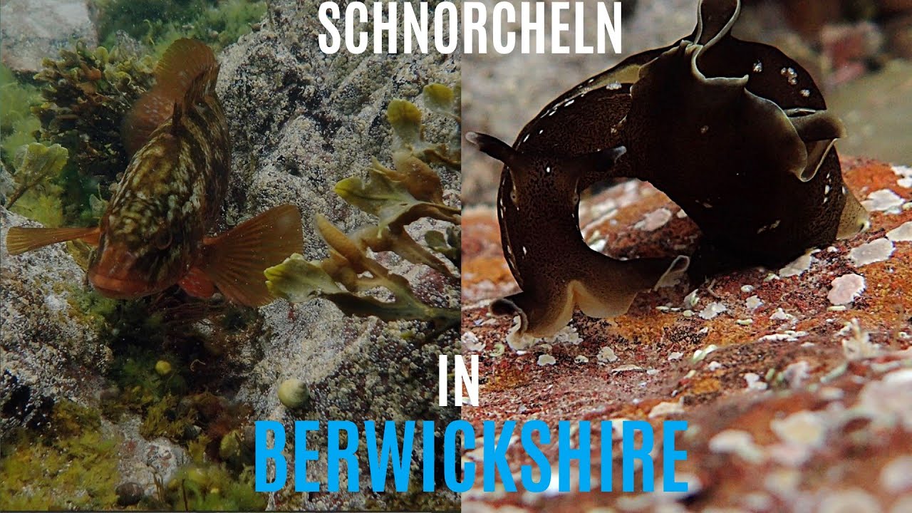 Schnorcheln in Berwickshire | Schottlands Unterwasserwelt