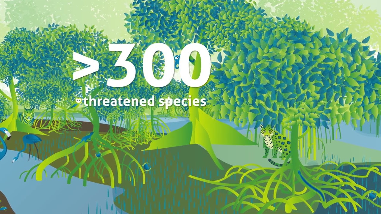 Mangrove Restoration - series : Video 1 - Why Restore Mangroves