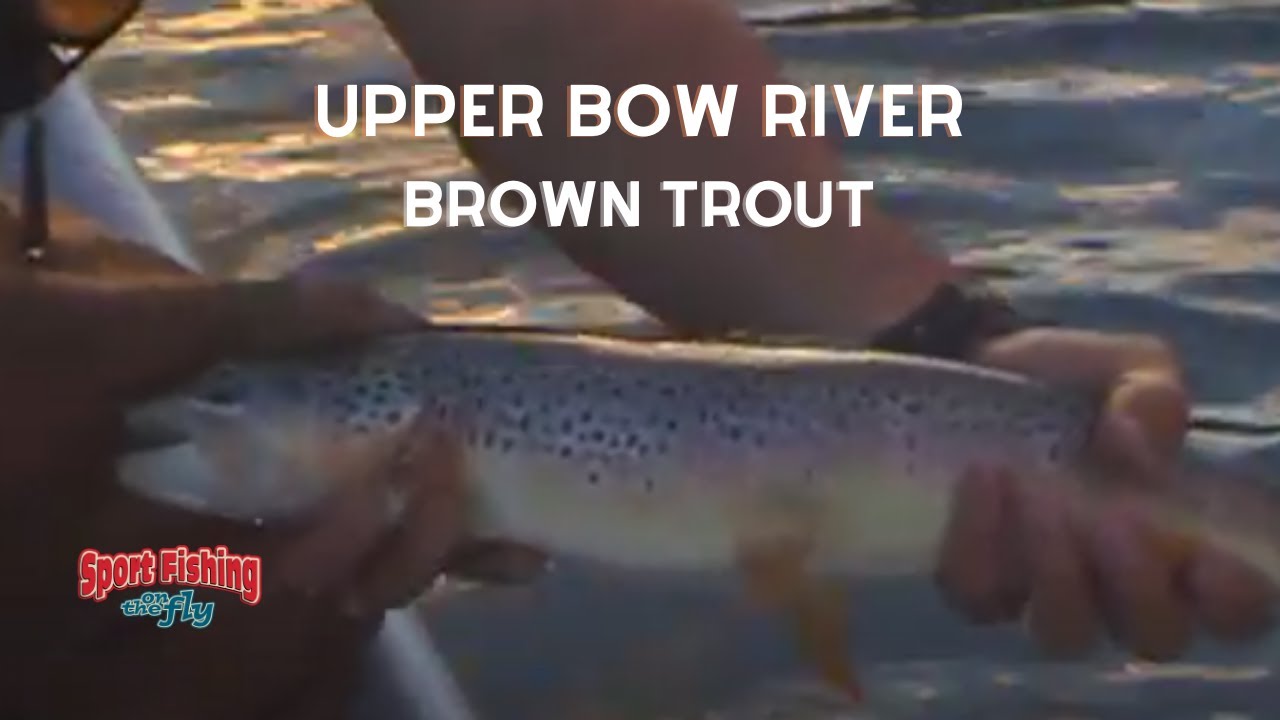 FLY FISHING: GREEN DRAKES ON THE UPPER BOW RIVER