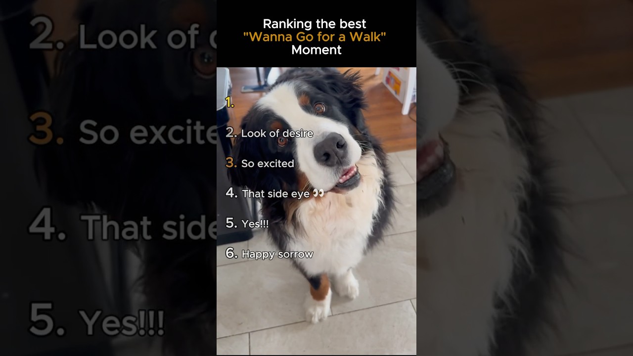 Ranking the best &ldquo;Wanna Go for a Walk&rdquo; Moment 🐶
