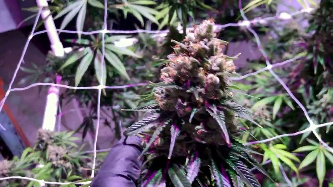 Super Silver Hash Plant