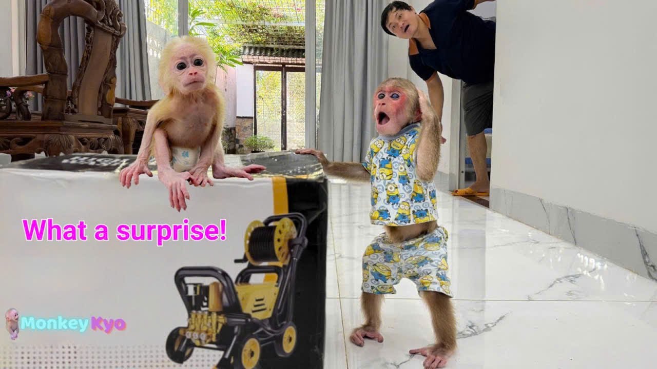 Adorable Moment: Kyo and the little monkey see Dad coming home! 💖