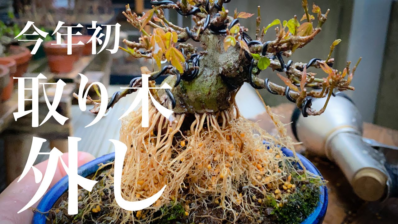 【今年初‼︎】樹勢不安だったけど取り木外ししてみたら凄く良い発根だった