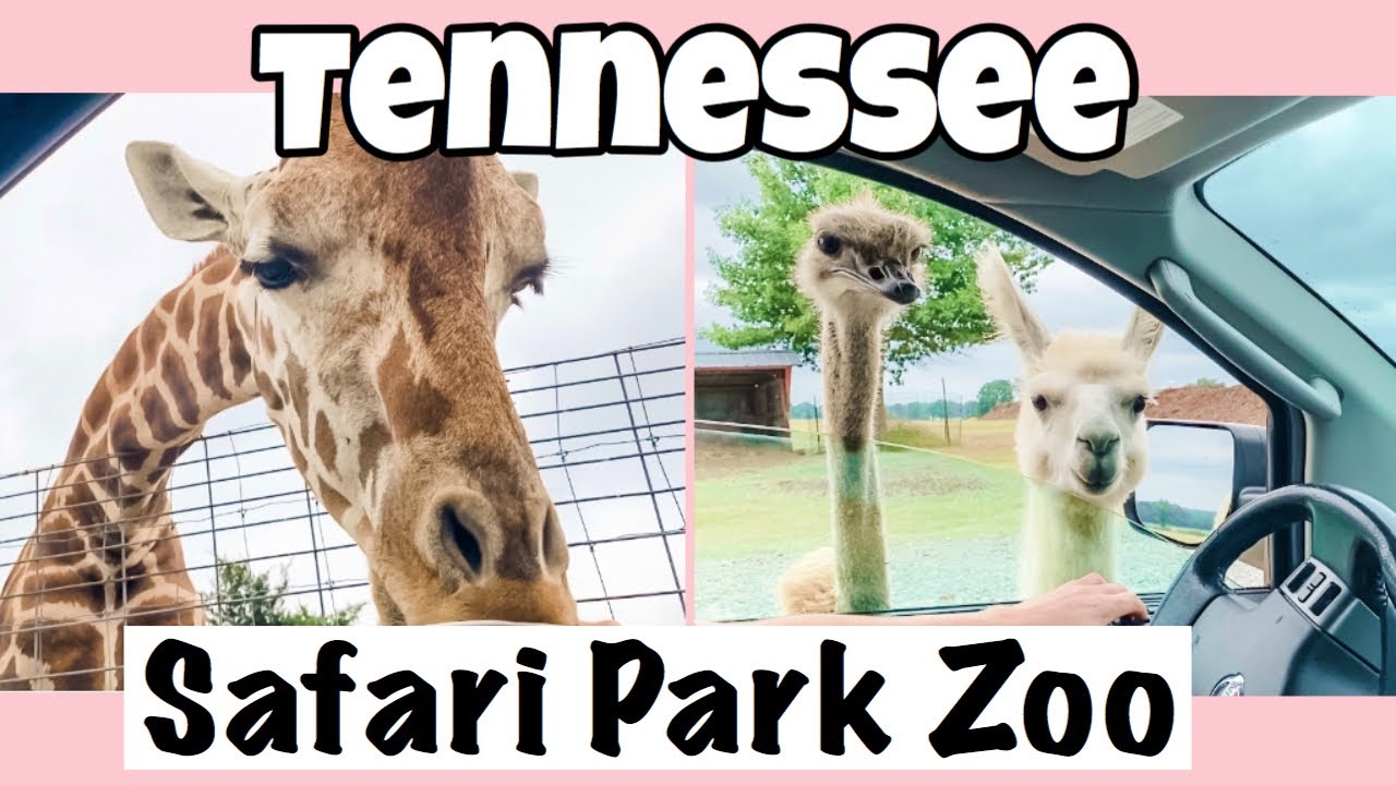 Tennessee Safari Park HILARIOUS encounter! 😂 | Drive thru Zoo