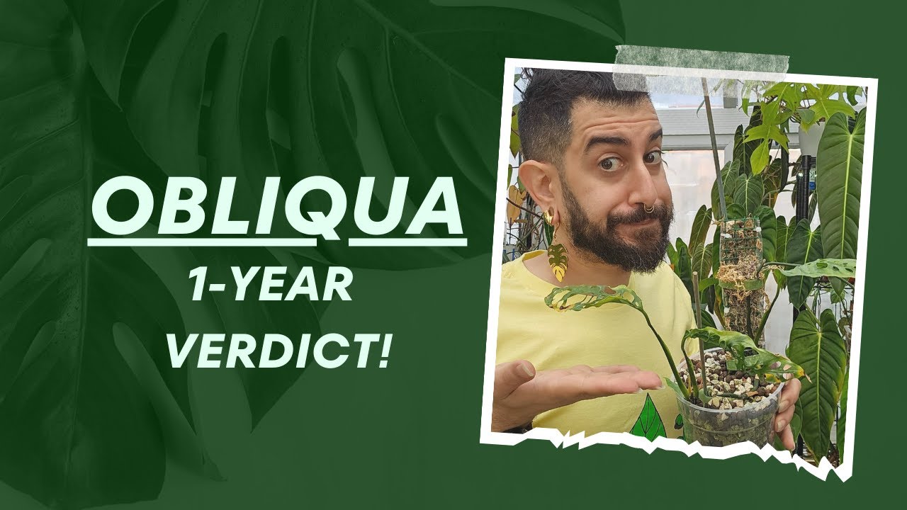 Behind the Hype: Monstera obliqua Review🌿🔥 | Growing the Unicorn Plant: 1-Year Journey🦄🌿