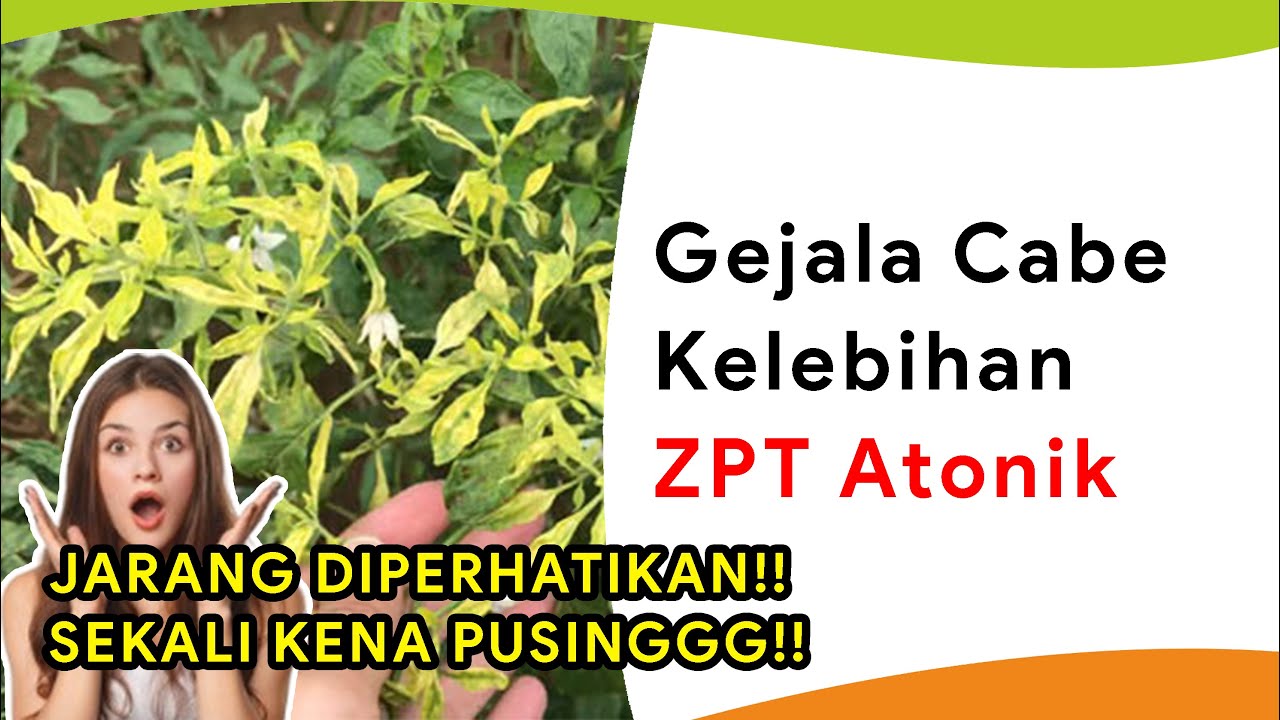 6 Gejala Tanaman Kelebihan ZPT Atonik