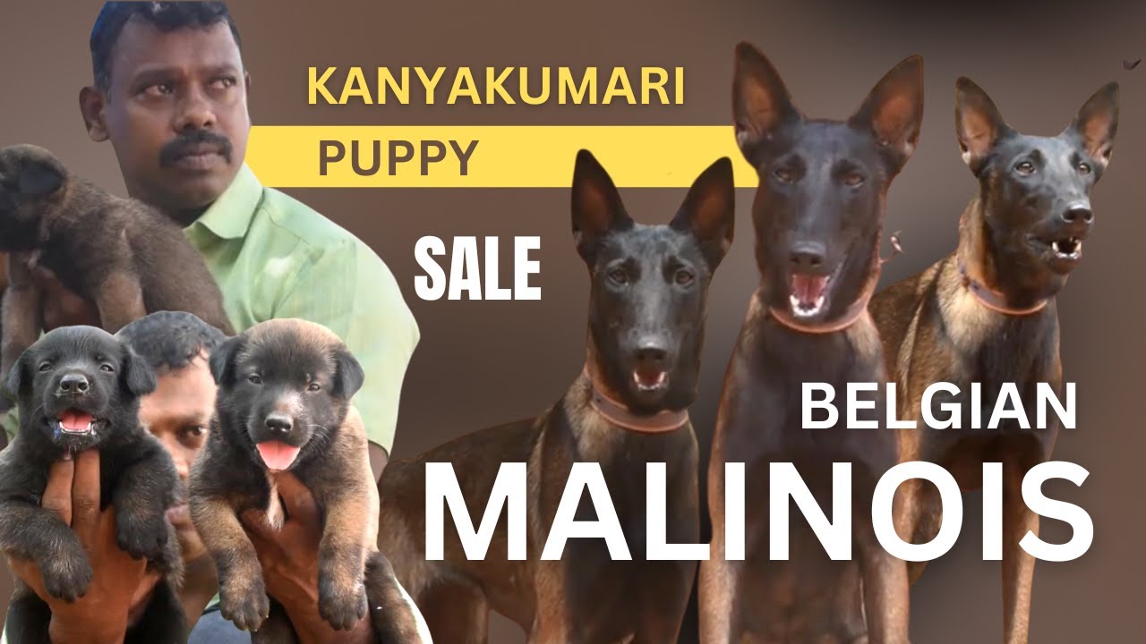 Belgium malinois Dog Kaniyakumari | puppies for sale in Tamilnadu