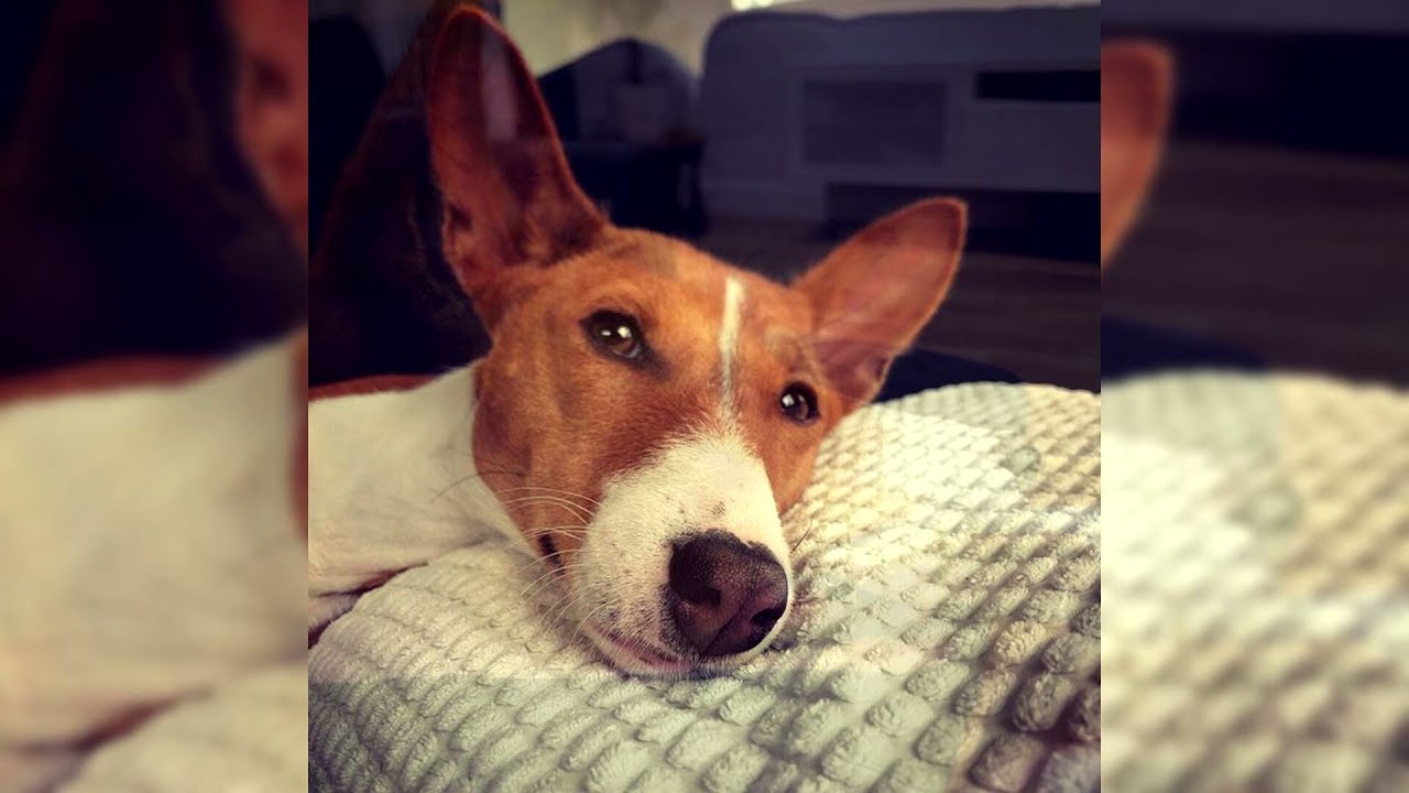 Basenji. Pro e Contro, Prezzo, Come scegliere, Fatti, Cura, Storia