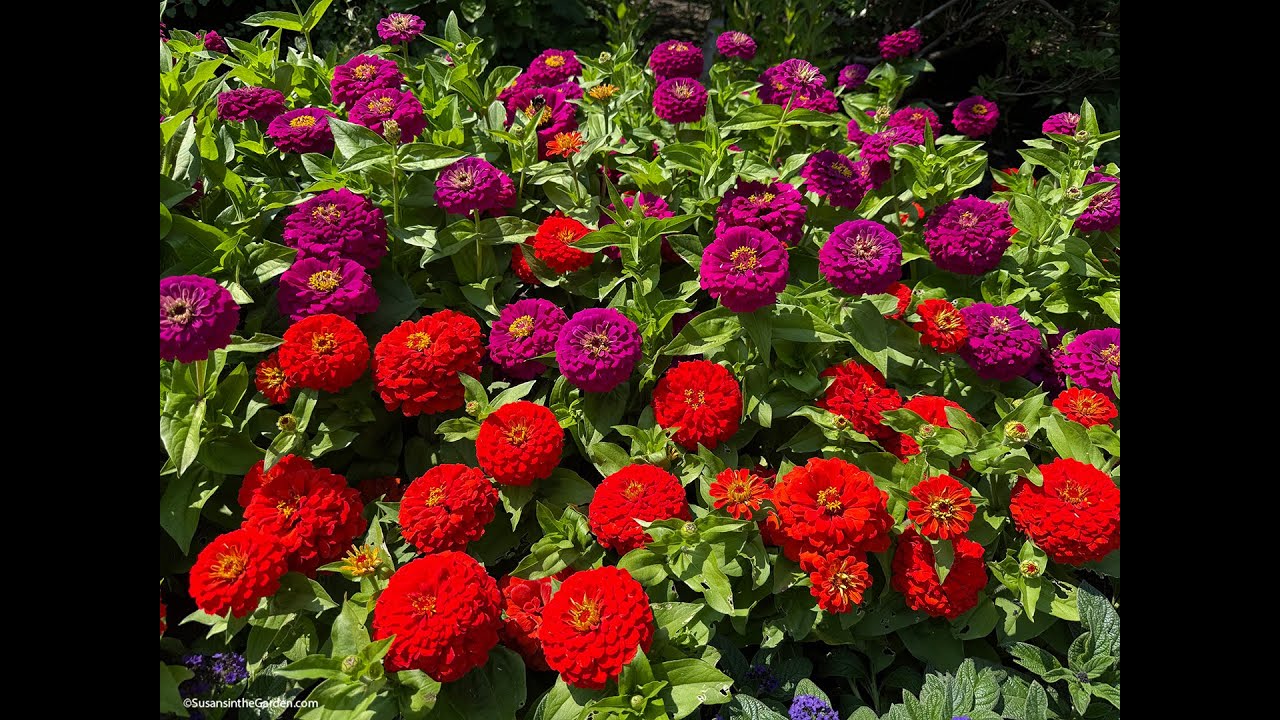 Beautiful Flowers for Your 2026 Garden (2026) #2