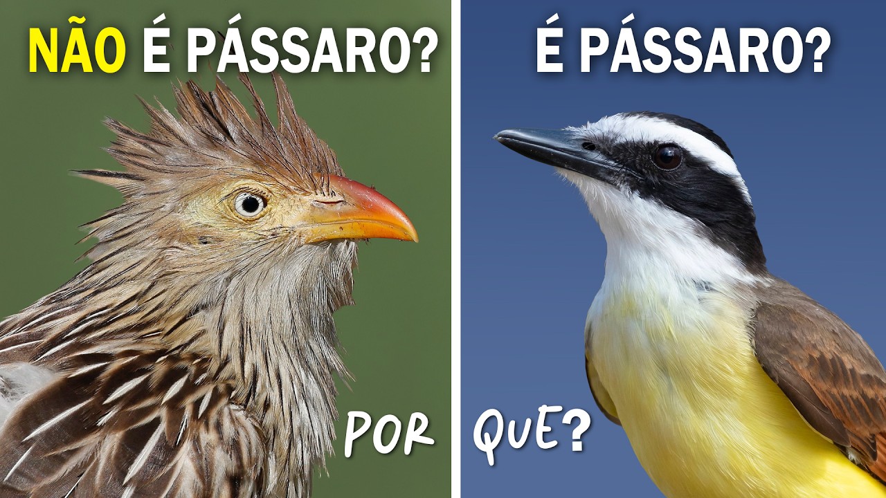 PÁSSARO e AVE são a mesma coisa? Ornitólogo Responde #32