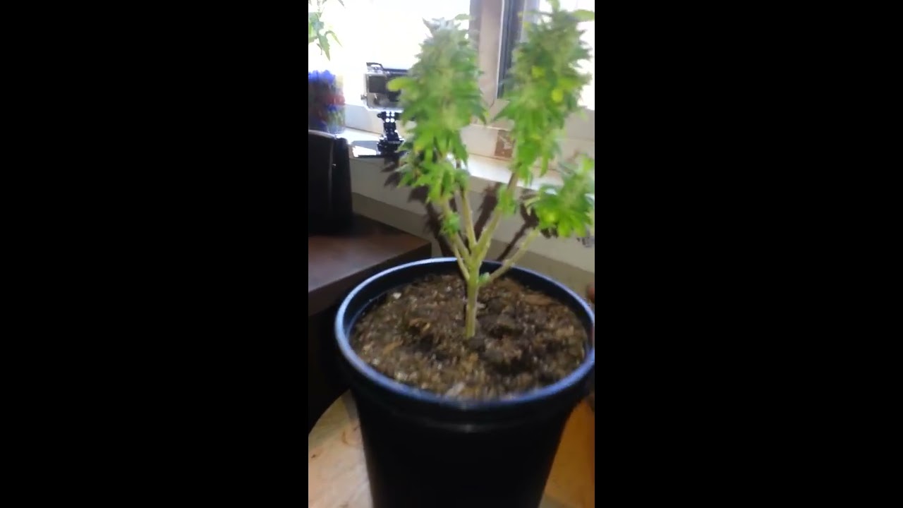 Micro Grow: CFL- Harvest Time!