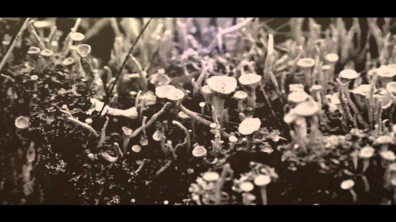 Figub Brazlevic - Survival Of The Flava ft. Noritsu