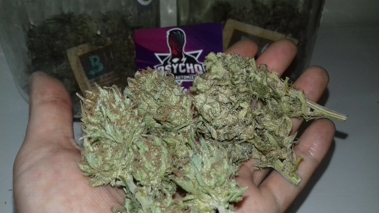 cultivo cannabis medicinal(resultado 11 dias secando lemon haze e 7 dias london cheese bsfseeds)