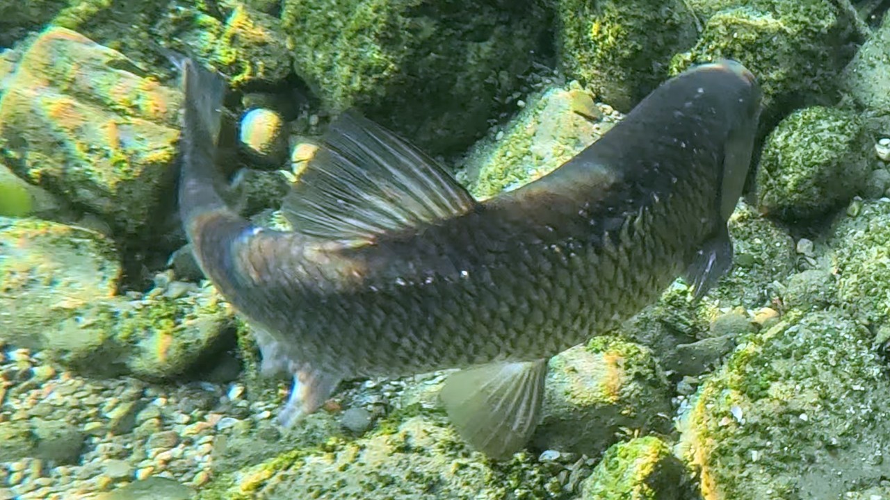 Slow Motion Diving with Fisch Schools