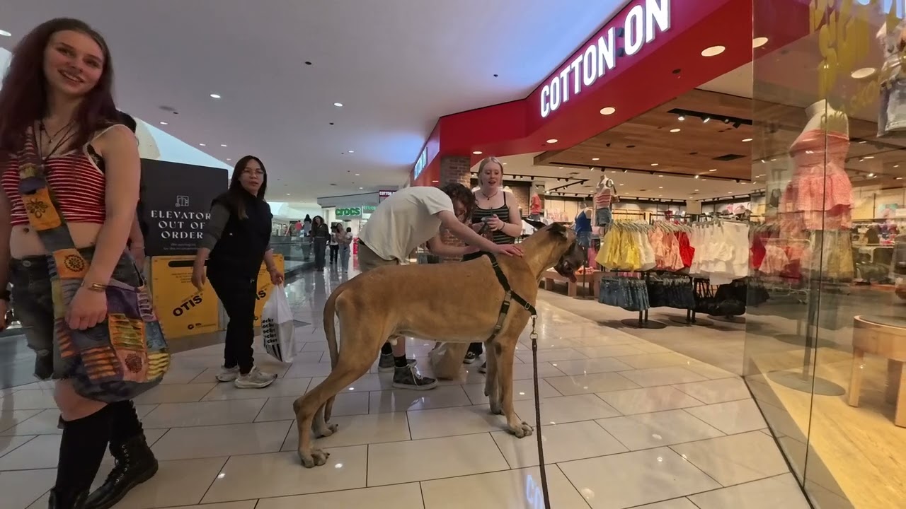 Cash 2.0 Great Dane inside the Glendale Galleria Shopping Mall 7