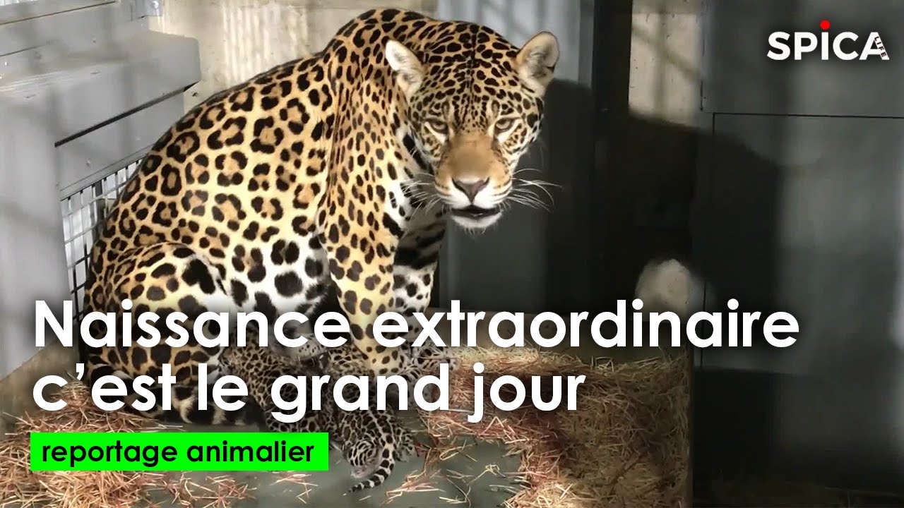 Naissance extraordinaire : C'est le grand jour au zoo