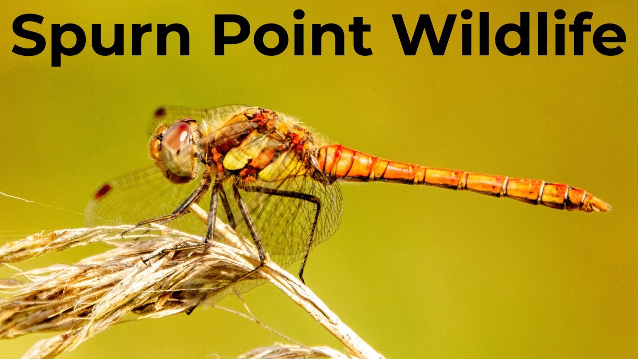 Spurn Point Wildlife