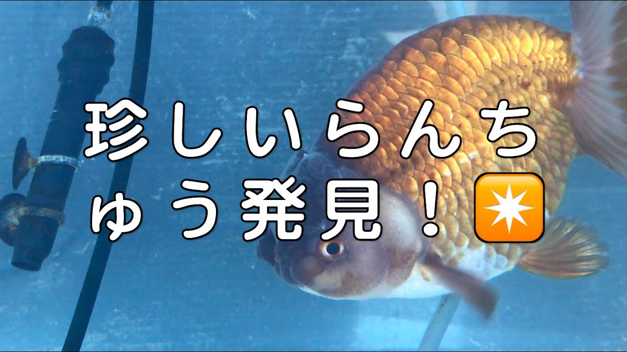 【ニーハオ宮田】金魚ちゃんねる_『もはや金魚水族館？！関東圏最大級の金魚屋さん！！土浦観賞魚（アドカン／Adokan）・外水槽編』